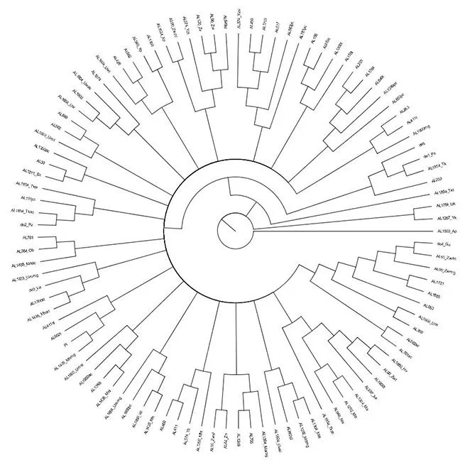 Phylogenetics